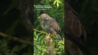 Watch this majestic Buzzard scout its prey birds [upl. by Aliahs]