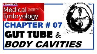 Langman Chapter07  Gut Tube amp Body Cavities  Embryology  Dr Asif Lectures [upl. by Beverie]