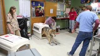 IFAW Alaska WolfDog Rescue [upl. by Anoid]