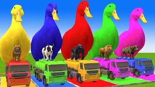 5 Giant Duck CartoonCowElephantTigerLionGorilla Paint Wild Animals Crossing Fountain Animation [upl. by Jacklyn]