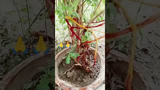 rabivar ko Tulsi kyo nhi todi jativiralvideo katha  Jai Tulsi maiya subscribe 🙏🙏🌹 [upl. by Enilemme]