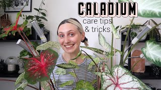 CALADIUM CARE TIPS amp TRICKS [upl. by Arahat209]