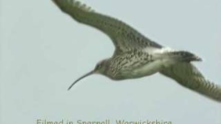 Curlew Capers and song [upl. by Tobey761]