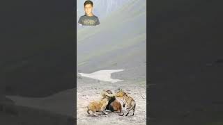 Wild Lions And Wild Tiger On Mountain Tops [upl. by Nosirrah62]