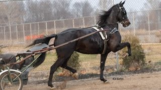 SVF BLUSHINGBRIDE sells at Mid America Trotting Sale for 120000 [upl. by Esylla]