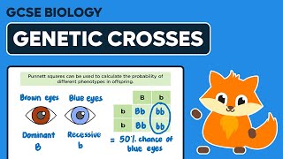 Genetic Crosses amp Punnett Squares  GCSE Biology [upl. by Yesor260]