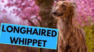 Longhaired Whippet  Silken Windsprite  Facts and Information [upl. by Enilekcaj]