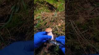 Identifying Mushrooms in 60 Seconds [upl. by Annayram]