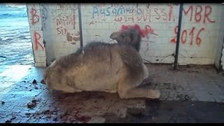 Prion Disease in Dromedary Camels Algeriavideo 2 [upl. by Greta]