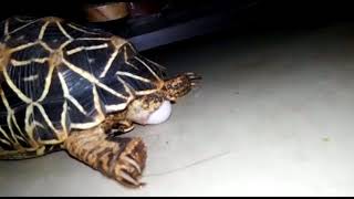 Star Tortoise Laying Eggs Awesome Video By World Entertainment [upl. by Mauldon]