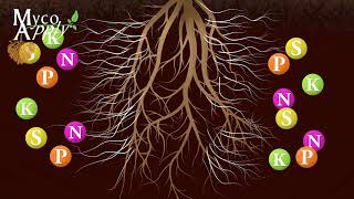 Mycorrhizal Animation [upl. by Ronile57]