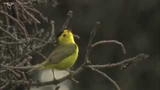 Wilsons Warbler singing [upl. by Tychon]