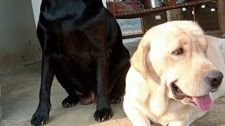 part 9 morning daily vlog 🌄 🙏 with shera julie dog labrador doglover vlog subscribe 2024 [upl. by Ahsirkal266]