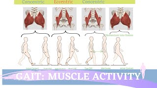 Gait Muscular Activity amp Action [upl. by Effy463]