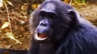 Wild Chimpanzee Displays His Authority even when the Camera Crew Gets in the Way  BBC Studios [upl. by Wiese]