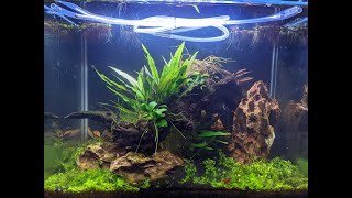 Nano Shrimp Tank  NO filterferts Walstad method [upl. by Lassiter]