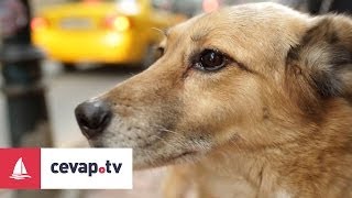 Köpeklerde Raşitizm hastalığı nedir ve hastalıktan nasıl korunur [upl. by Waldman]