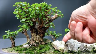 My Portulacaria afra Baobab Style Forest Show Prep The Bonsai Zone Sept 2023 [upl. by Caswell]