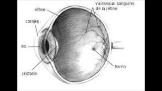 Amaurose  Dictionnaire français audio [upl. by Pazice737]