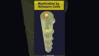 3D Myelination in PNS by Schwann cells Animation  Visual Lecture shorts biology [upl. by Ibor]