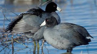 Coot sound Amazing Coot call [upl. by Rogerio]