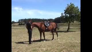 Parelli Natural Horsemanship Level 1 part 2 [upl. by Nosyla]