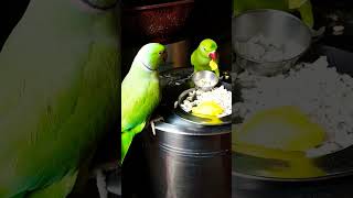 Parrot talking in sweet voice parrot viralreels ytshorts [upl. by Eemiaj]