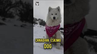 CANADiAN Eskimo Dogs November2024pukhtanarelaxingworldsurvivingvlogs dog [upl. by Annaerdna]