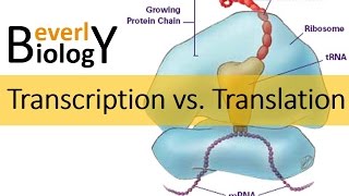 Transcription vs Translation [upl. by Enaz]