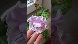 streptocarpus angelkiss стрептокарпус 🩷 [upl. by Tisha]