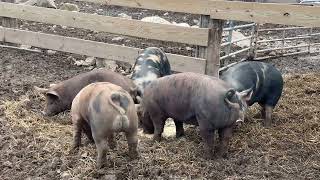 Feeding the pigs hickory nuts [upl. by Novj949]