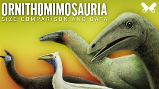 ORNITHOMIMOSAURIA dinosaurs size comparison and data Paleoart [upl. by Erl27]