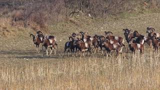 Mufflons im Leithagebirge Österreich Burgenland [upl. by Hammad]