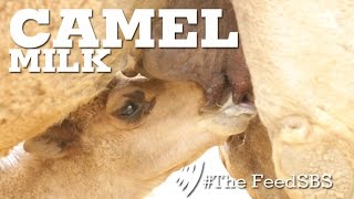 Camel Milk [upl. by Norri844]