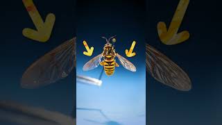 This Insect Is a Wasp Imposter [upl. by Kirven]