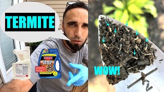 TERMITE KILLER Treatment  Simple DIY  2 Products [upl. by Lenssen]