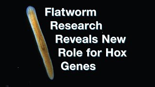 Flatworm research reveals new role for Hox genes [upl. by Bolt]