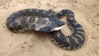 Eastern Hognosed Snake Heterodon platirhinos [upl. by Erised577]