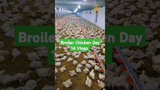 Broiler Chicken Day 14 poultry viralshorts viral shorts shortsvideo ytshorts trending chicks [upl. by Keon]