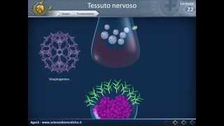 Istologia 22  Nervoso parte 2 [upl. by Odranar]