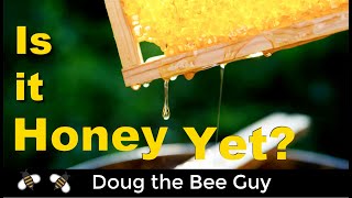 When to Harvest Your Honey for Beginning Beekeepers [upl. by Lokcin]