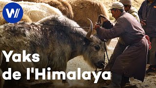 Dans lHimalaya aux côtés des derniers peuples nomades éleveurs de yaks [upl. by Huai858]