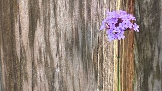 An Autumn visit to Dobbies Garden Centre [upl. by Ragland378]