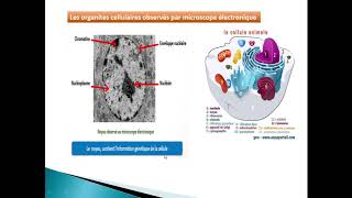 اول درس لجماعة ثانية علو م structure et ultrastructure de la cellule [upl. by Ahsiemaj352]