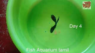 Betta Fish Not Eating problem solved in Tamil  Fish Aquarium Tamil [upl. by Schreibe]