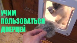 Врезная дверца для кошек Lockable 4Way Locking Cat Door [upl. by Asilehc]