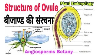 Structure of Ovule  बीजाण्ड की संरचना  Structure of ovule bsc 2nd year [upl. by Luben]