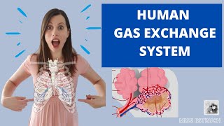 Human GAS EXCHANGE SYSTEM  A level Biology Learn the structures ventilation and gas exchange [upl. by Atinas740]