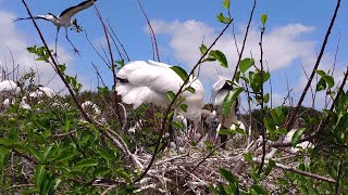 Wood Storks Nest at Wakodahatchee Wetlands Florida [upl. by Barri549]