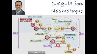 Coagulation Plasmatique [upl. by Atsirt]